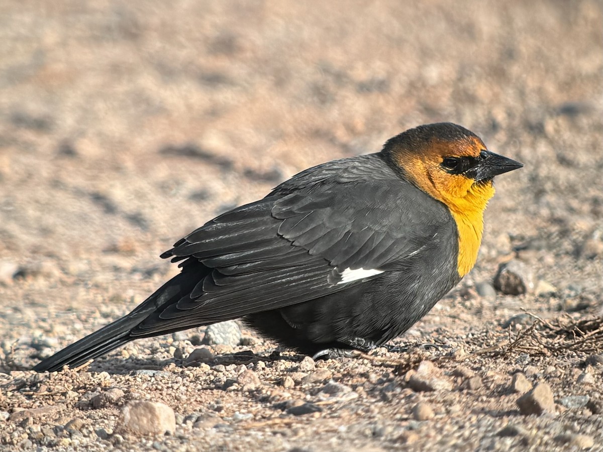 vlhovec žlutohlavý - ML625514078