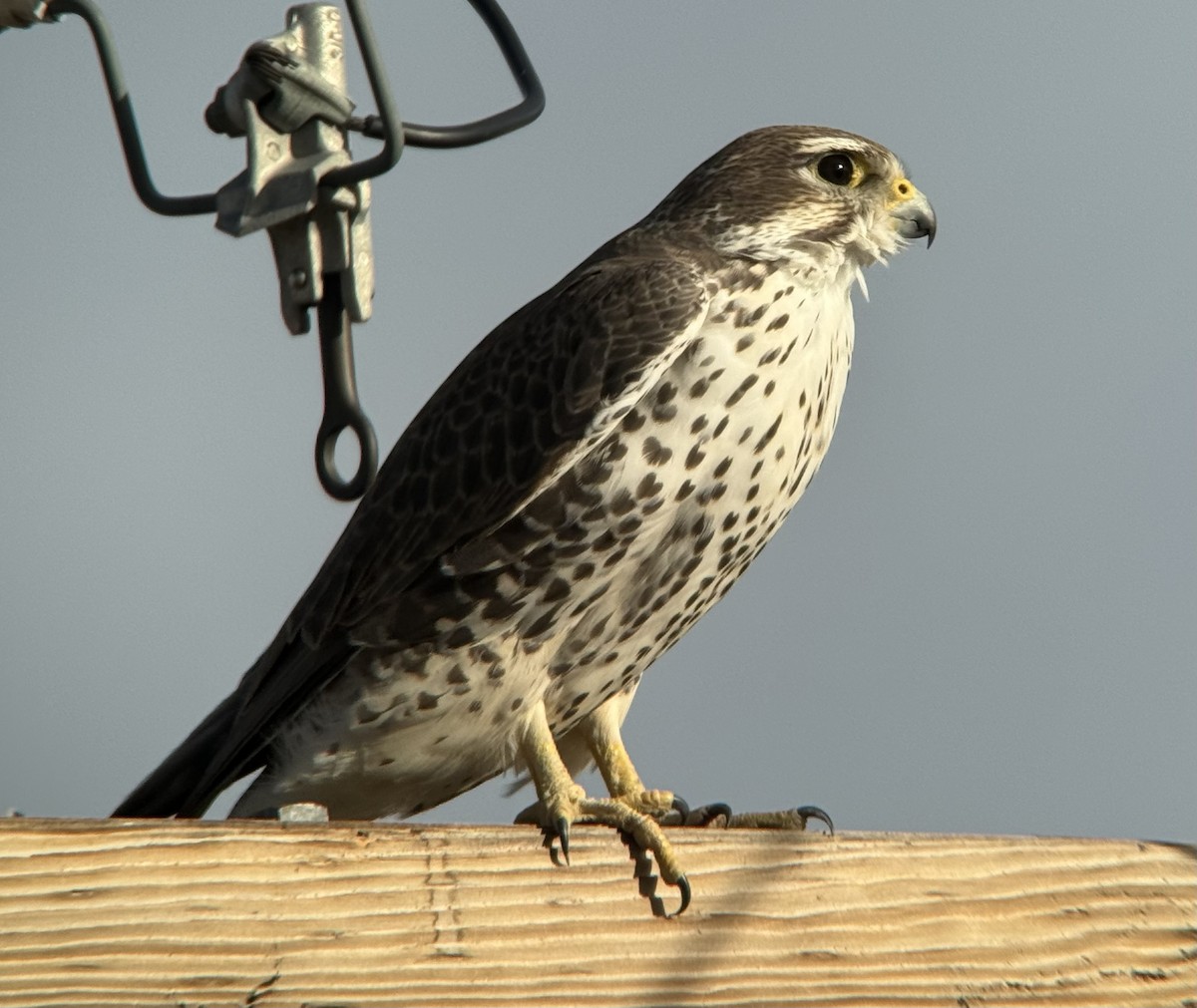 raroh prériový - ML625514096