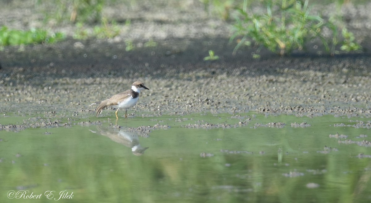 小環頸鴴 - ML625514115