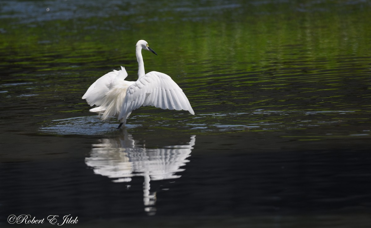 小白鷺 - ML625514125