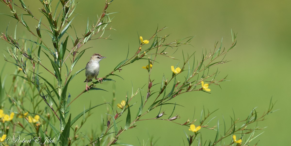 棕扇尾鶯 - ML625514136