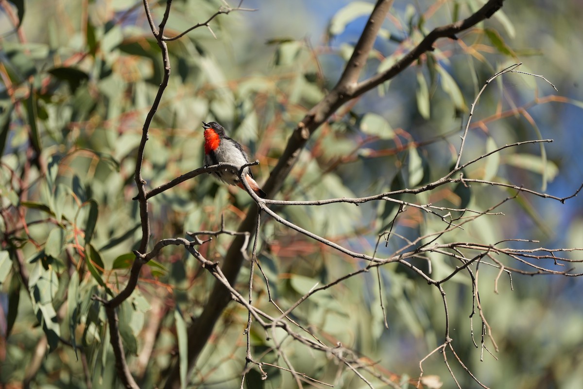 Mistletoebird - ML625514212