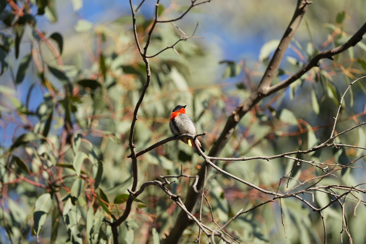 Mistletoebird - ML625514213