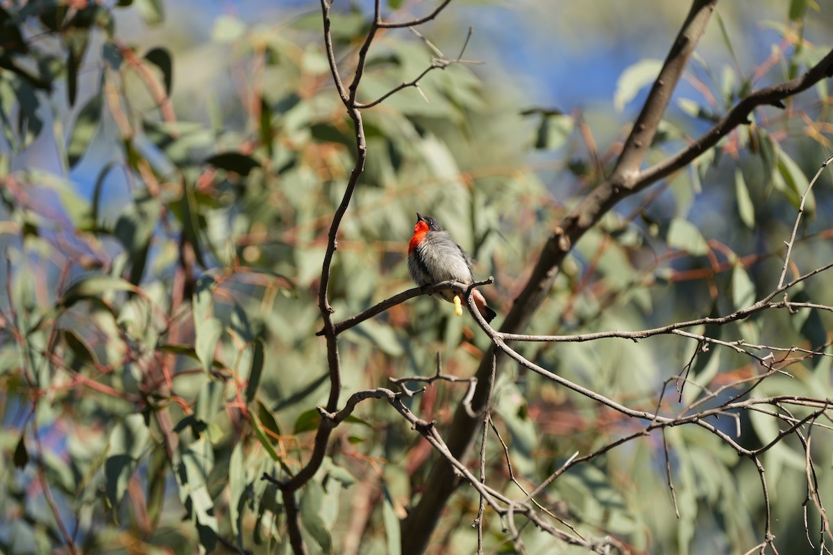 Mistletoebird - ML625514214