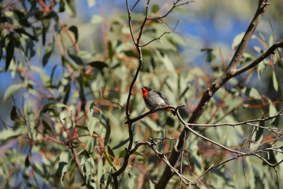 Mistletoebird - ML625514215