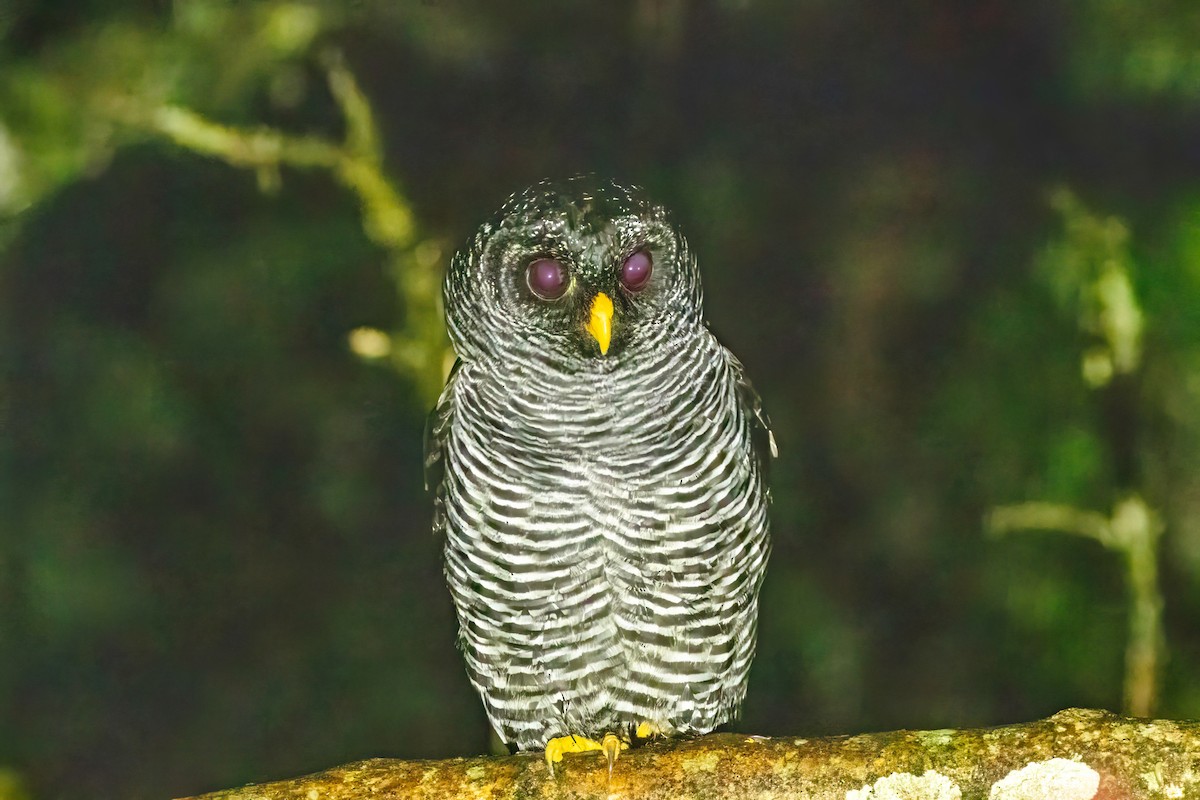 Black-banded Owl (San Isidro) - ML625514231