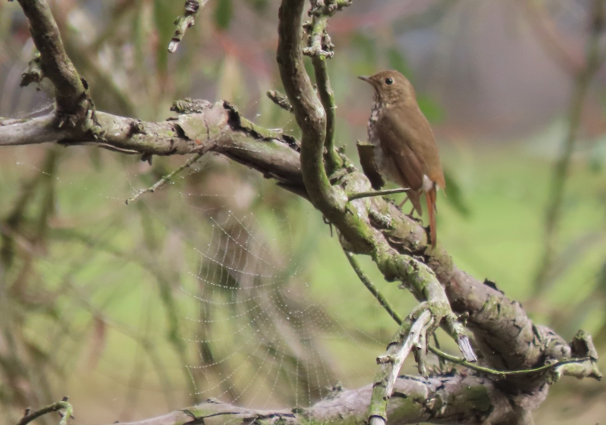 Hermit Thrush - Becky Turley