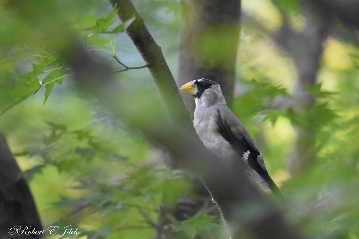 桑鳲 - ML625514289