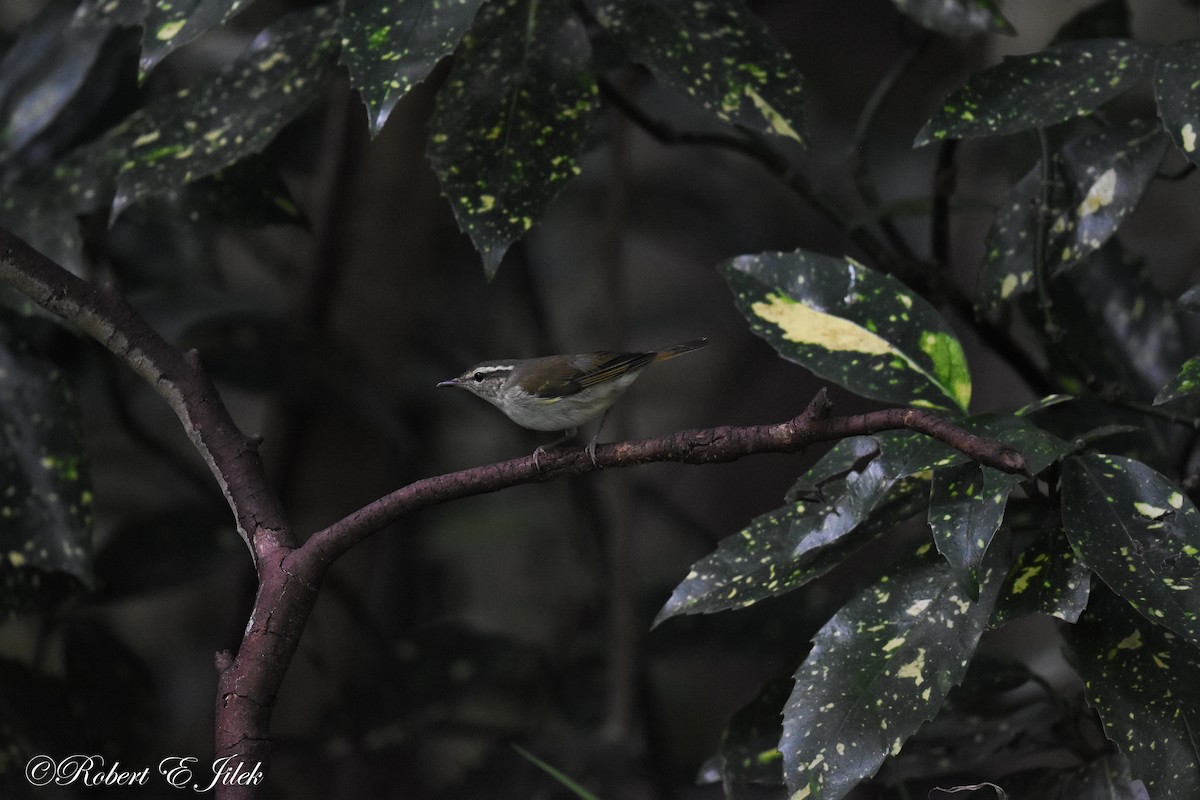 庫頁島柳鶯 - ML625514293