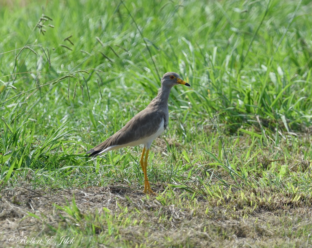 跳鴴 - ML625514339