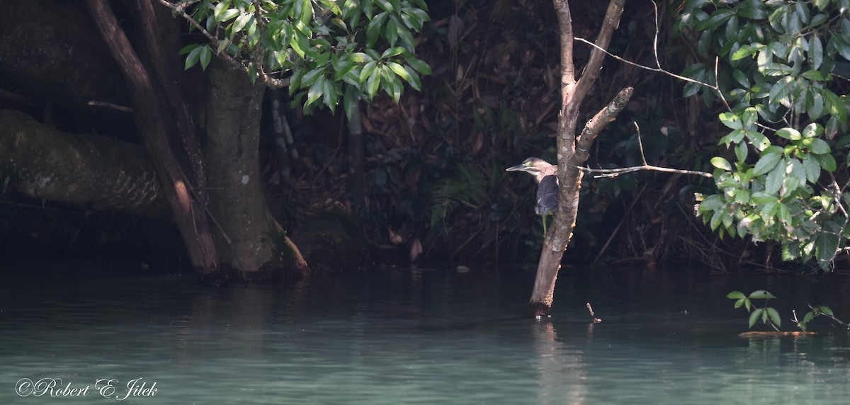 綠簑鷺 - ML625514390