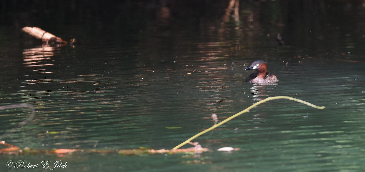 小鸊鷉 - ML625514396