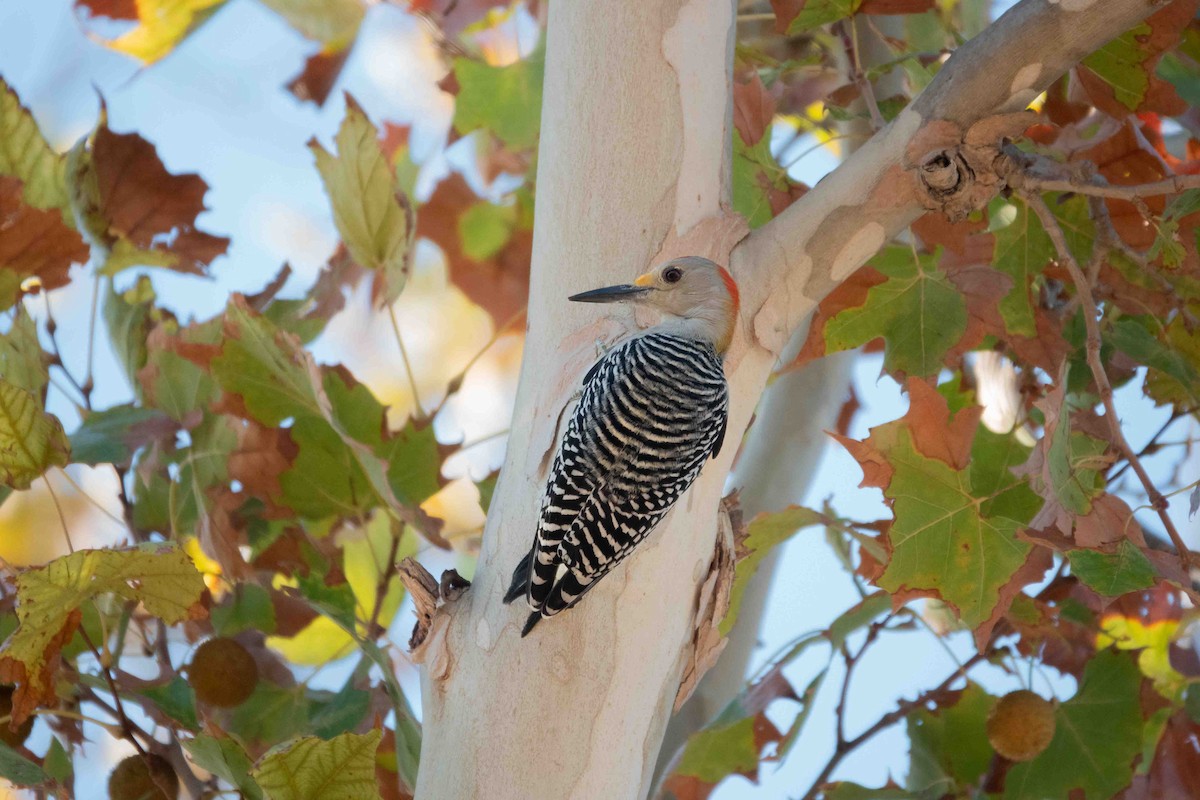 Golden-fronted Woodpecker (Northern) - ML625514405