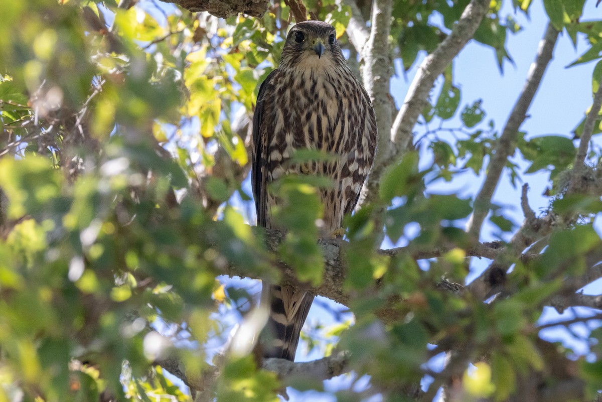 Merlin - Scott France