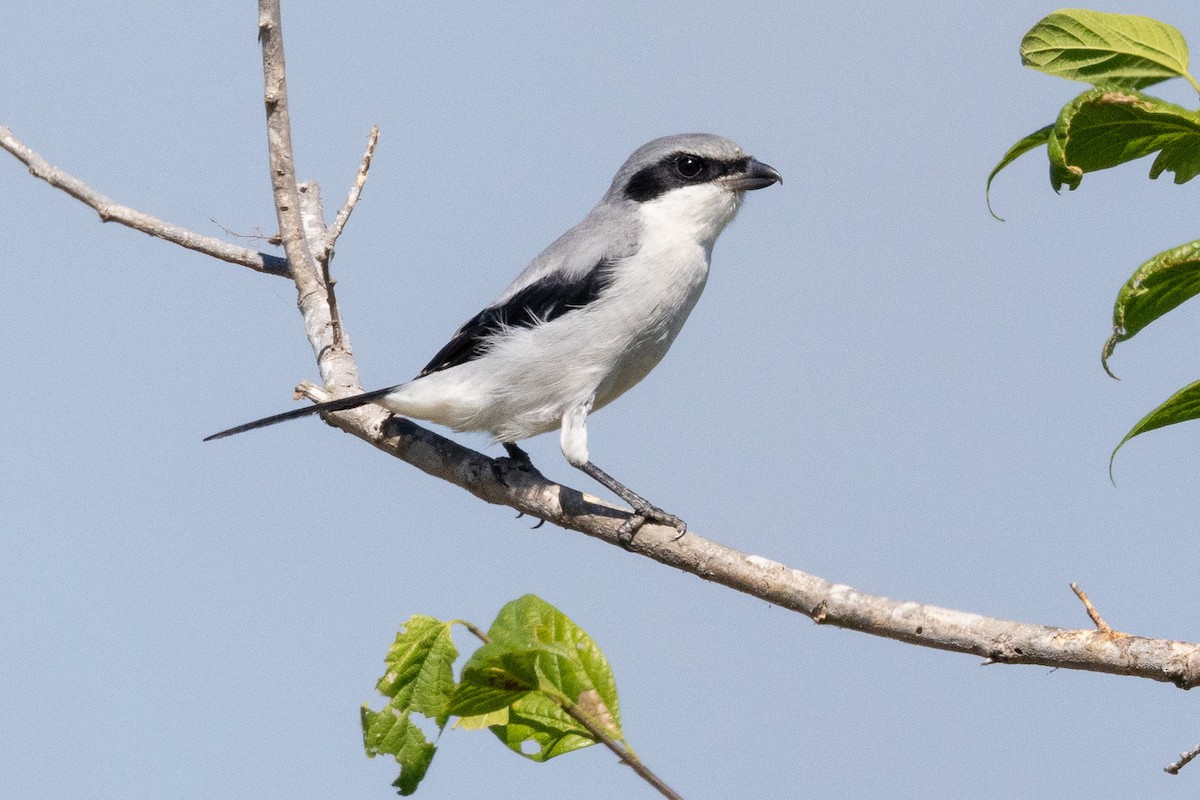 Loggerhead Shrike - ML625514459