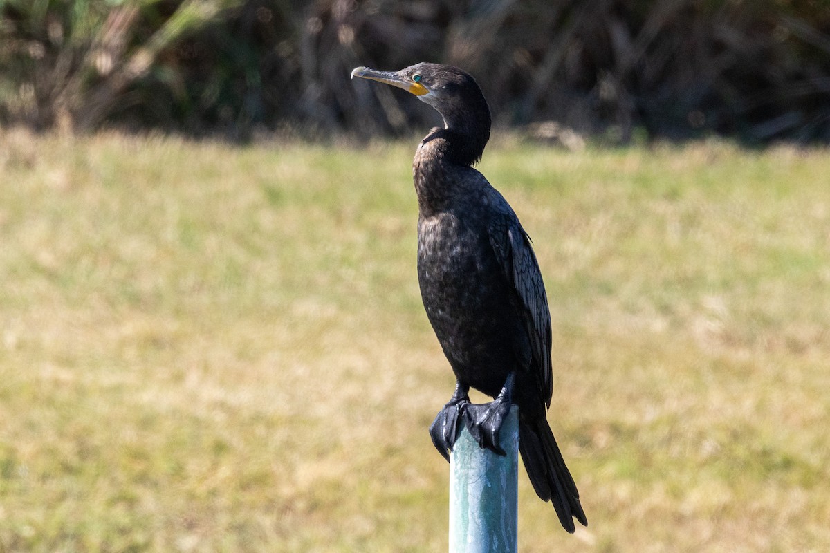 Neotropic Cormorant - ML625514465