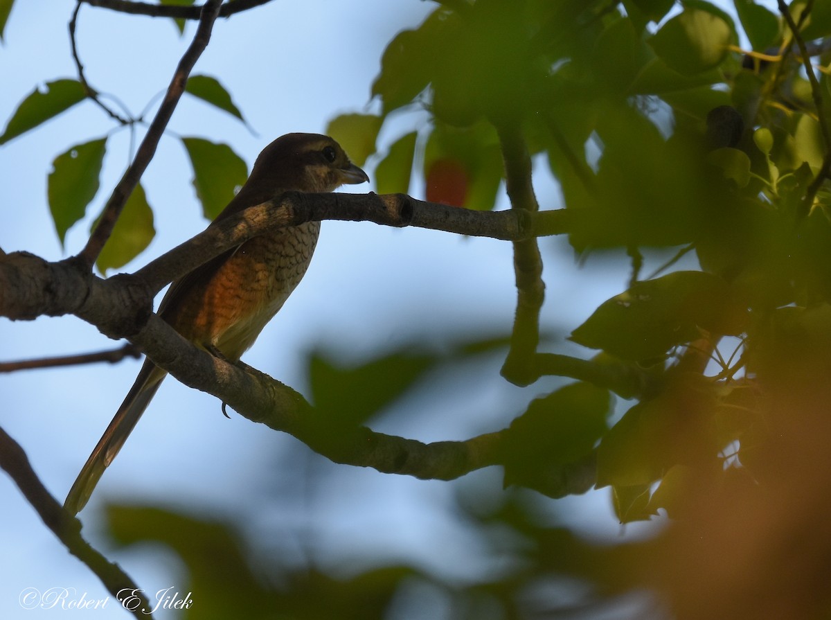 紅頭伯勞 - ML625514476