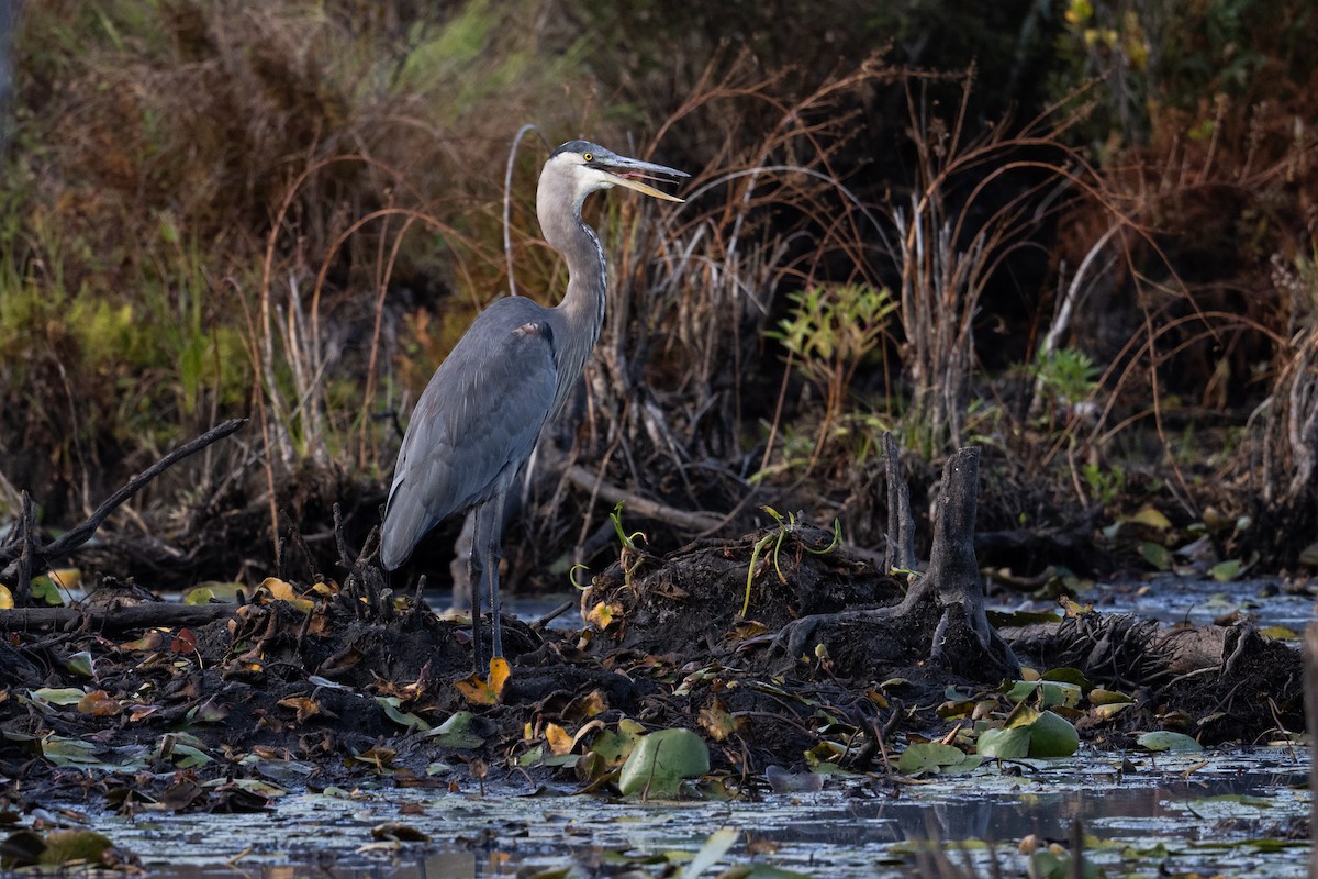 Great Blue Heron - ML625514630