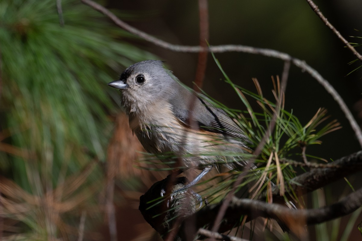 Tufted Titmouse - ML625514652