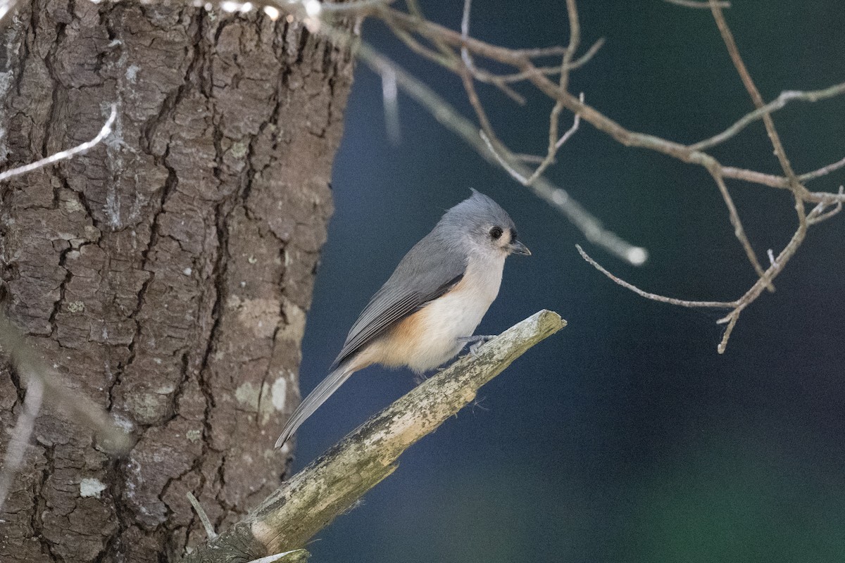 Tufted Titmouse - ML625514654