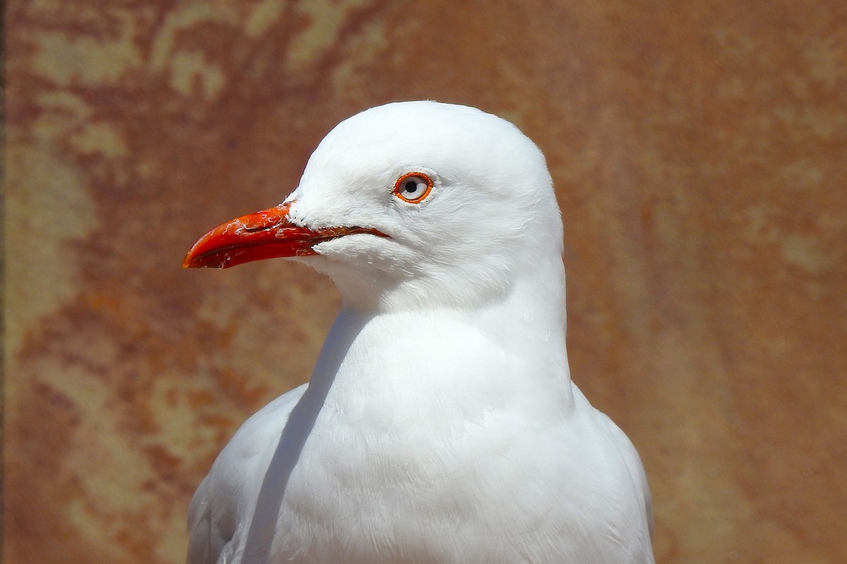 Silver Gull - ML625514688