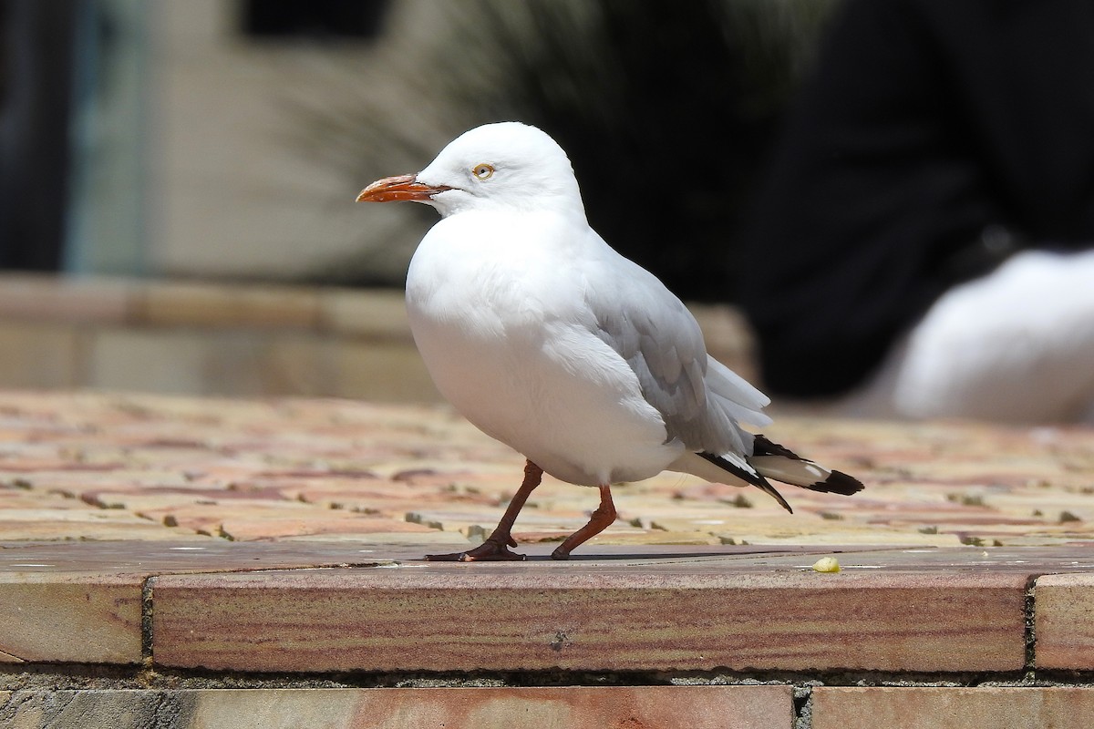 Silver Gull - ML625514689