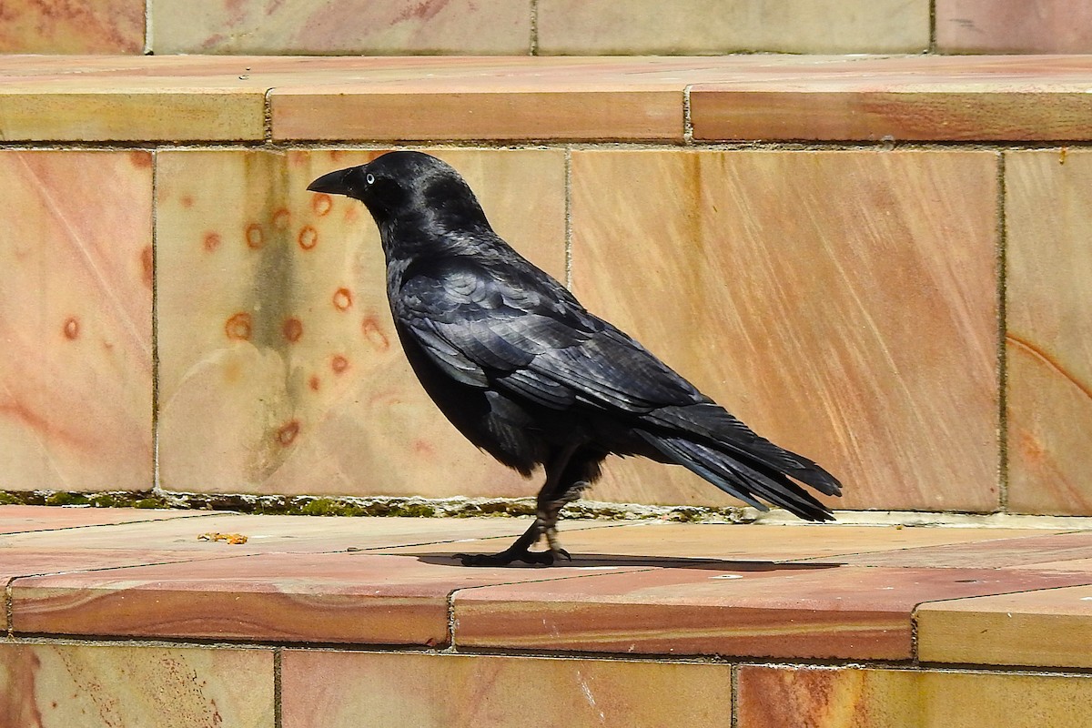 Little Raven - ML625514697