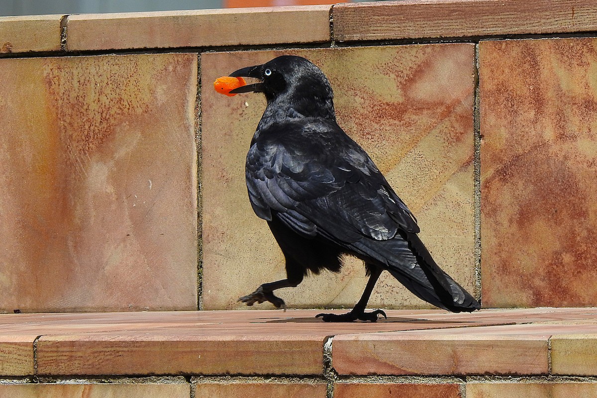 Little Raven - ML625514698