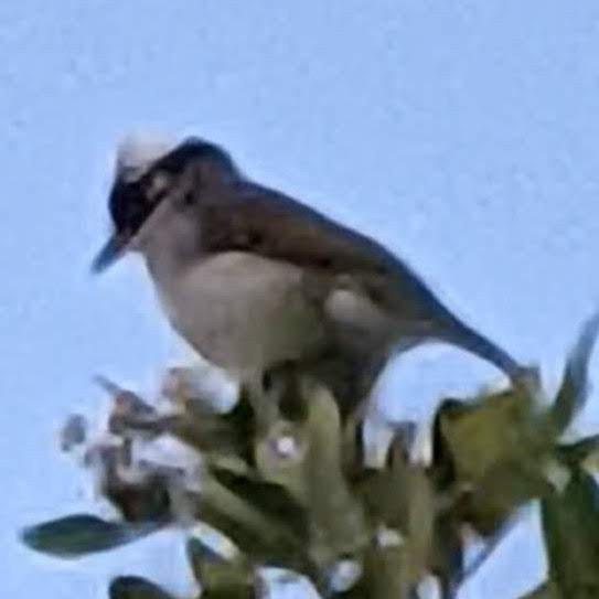 Light-vented Bulbul - ML625514820