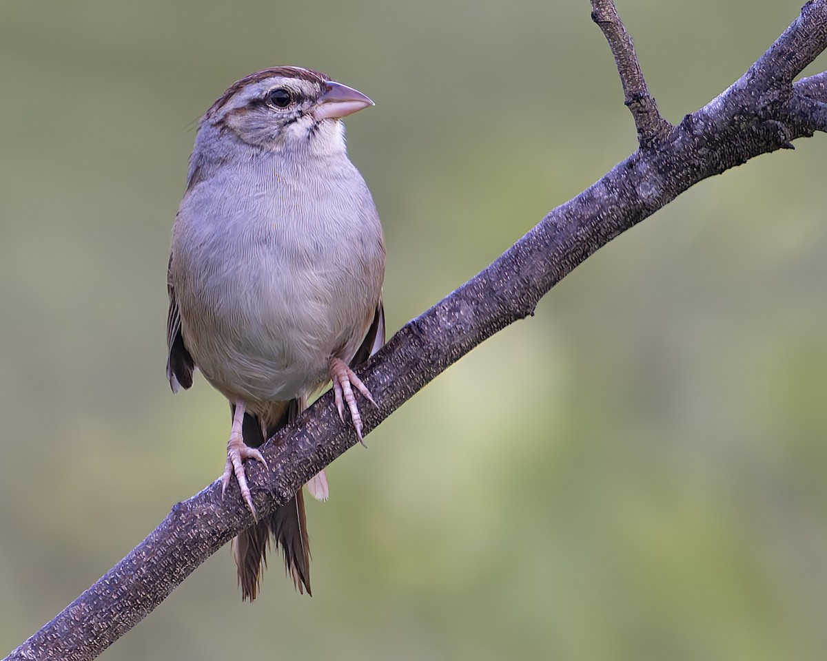 Cinnamon-tailed Sparrow - ML625514850