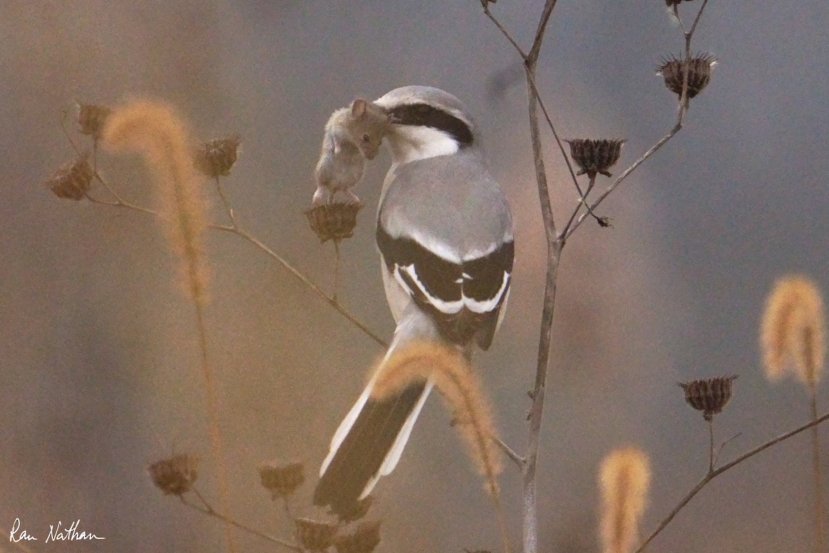 Chinese Gray Shrike - ML625514853