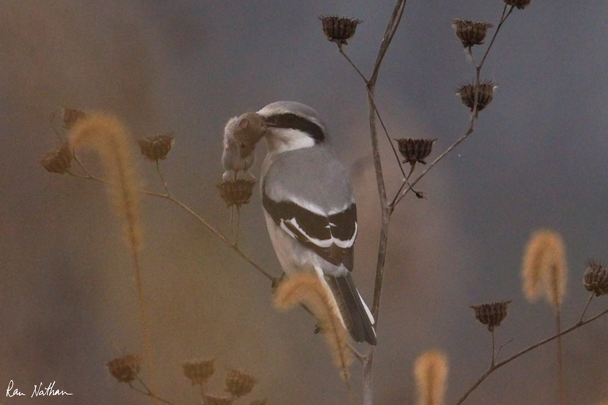 Chinese Gray Shrike - ML625514854