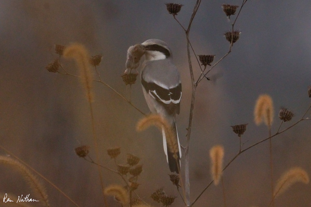 Chinese Gray Shrike - ML625514855