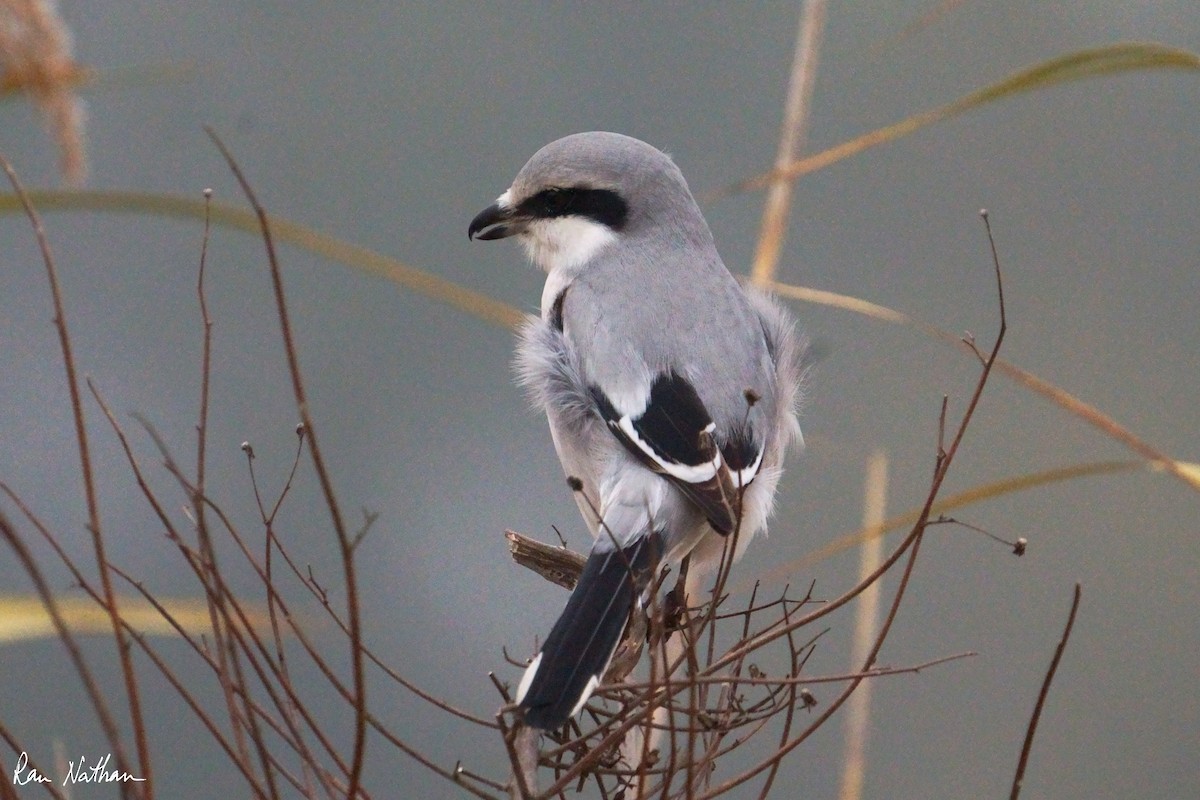 Chinese Gray Shrike - ML625514856