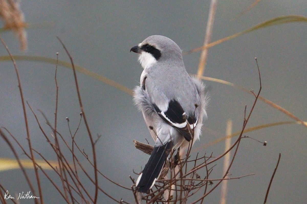 Chinese Gray Shrike - ML625514857