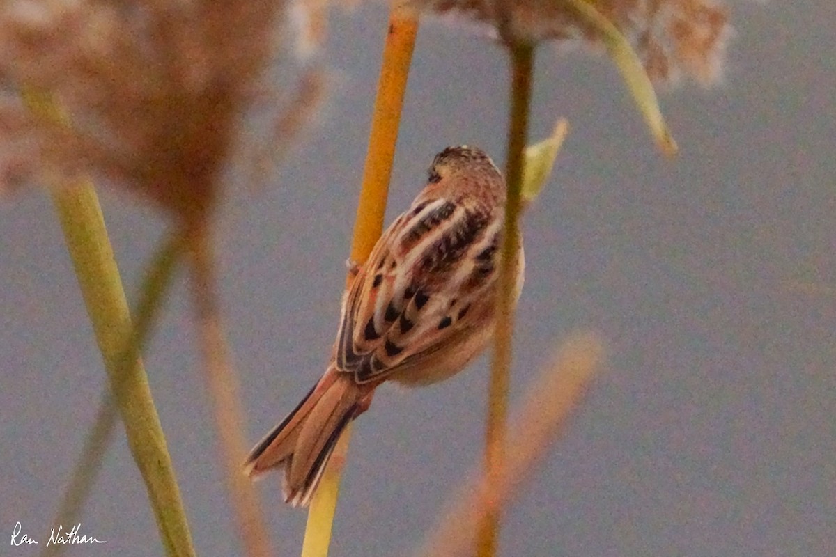 Ochre-rumped Bunting - ML625514873