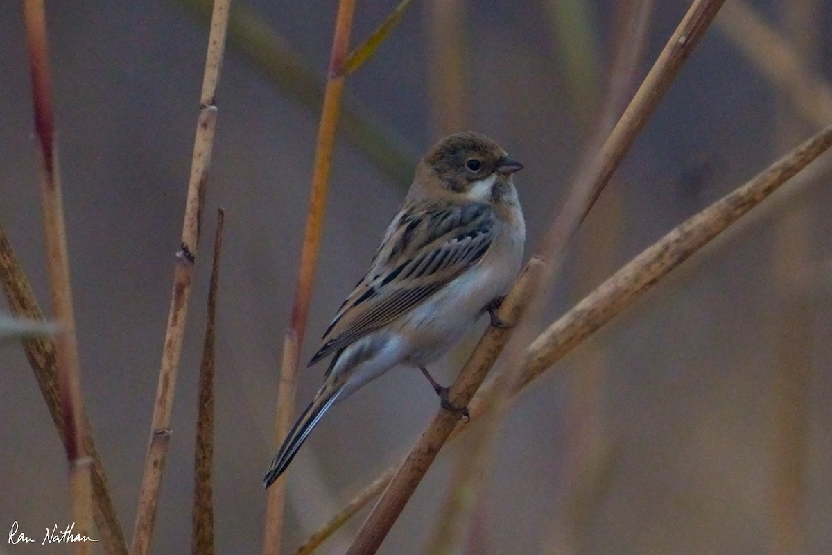 Pallas's Bunting - ML625514880