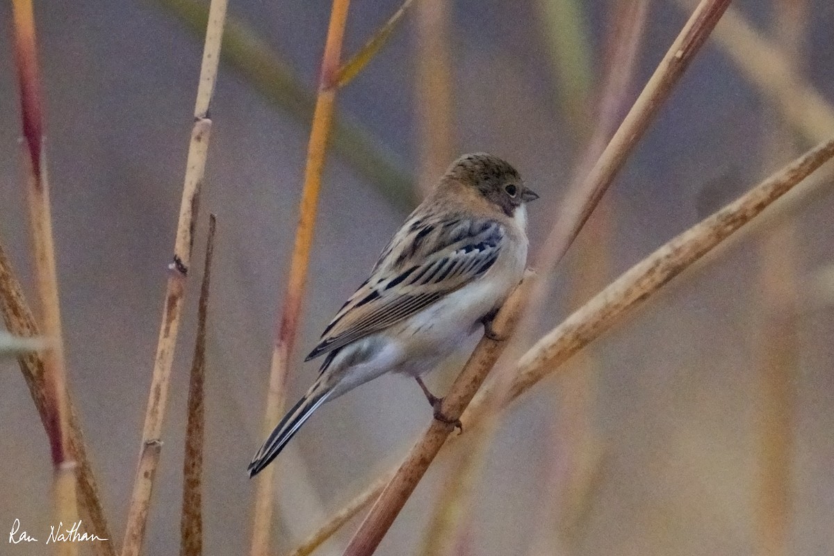 Pallas's Bunting - ML625514881