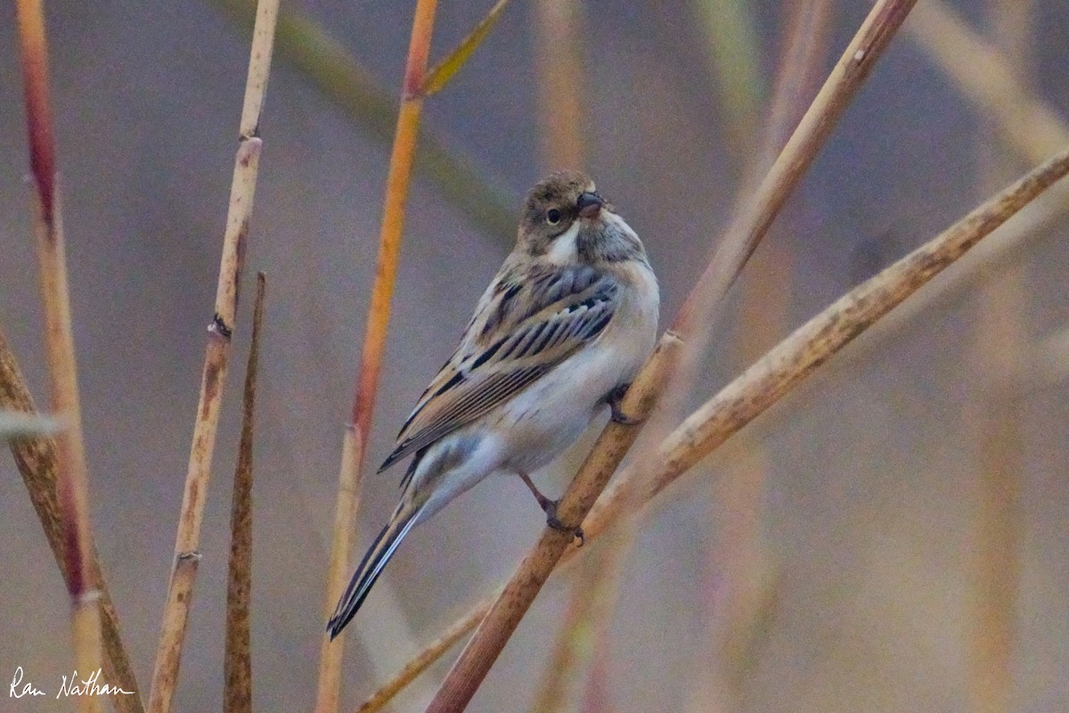 Pallas's Bunting - ML625514882