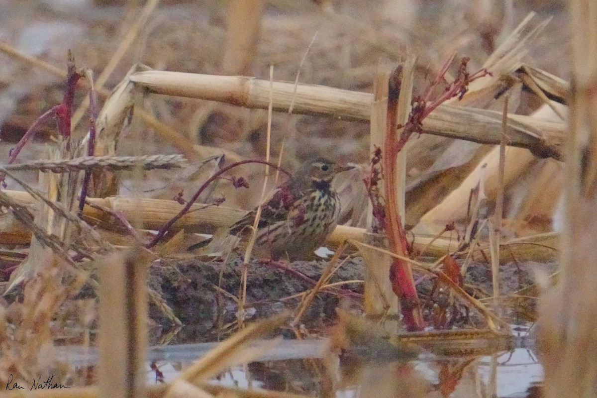 Siberian Pipit - ML625514895