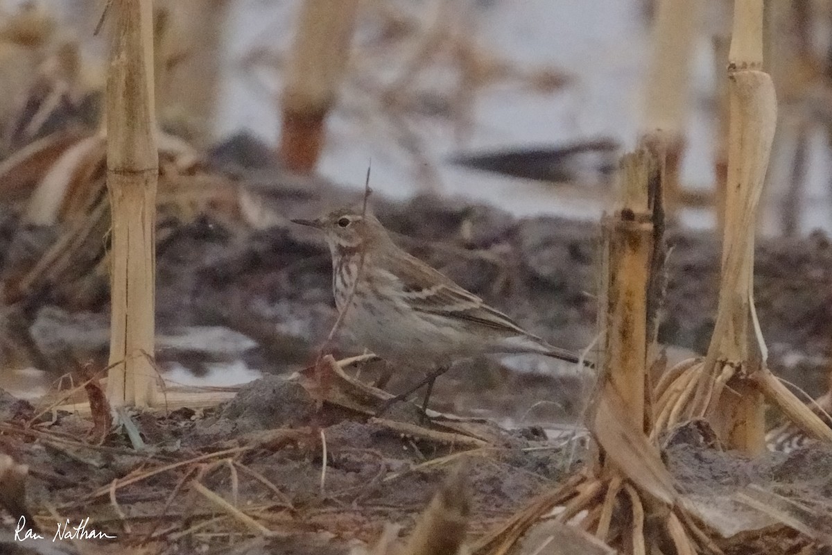 Water Pipit - ML625514897