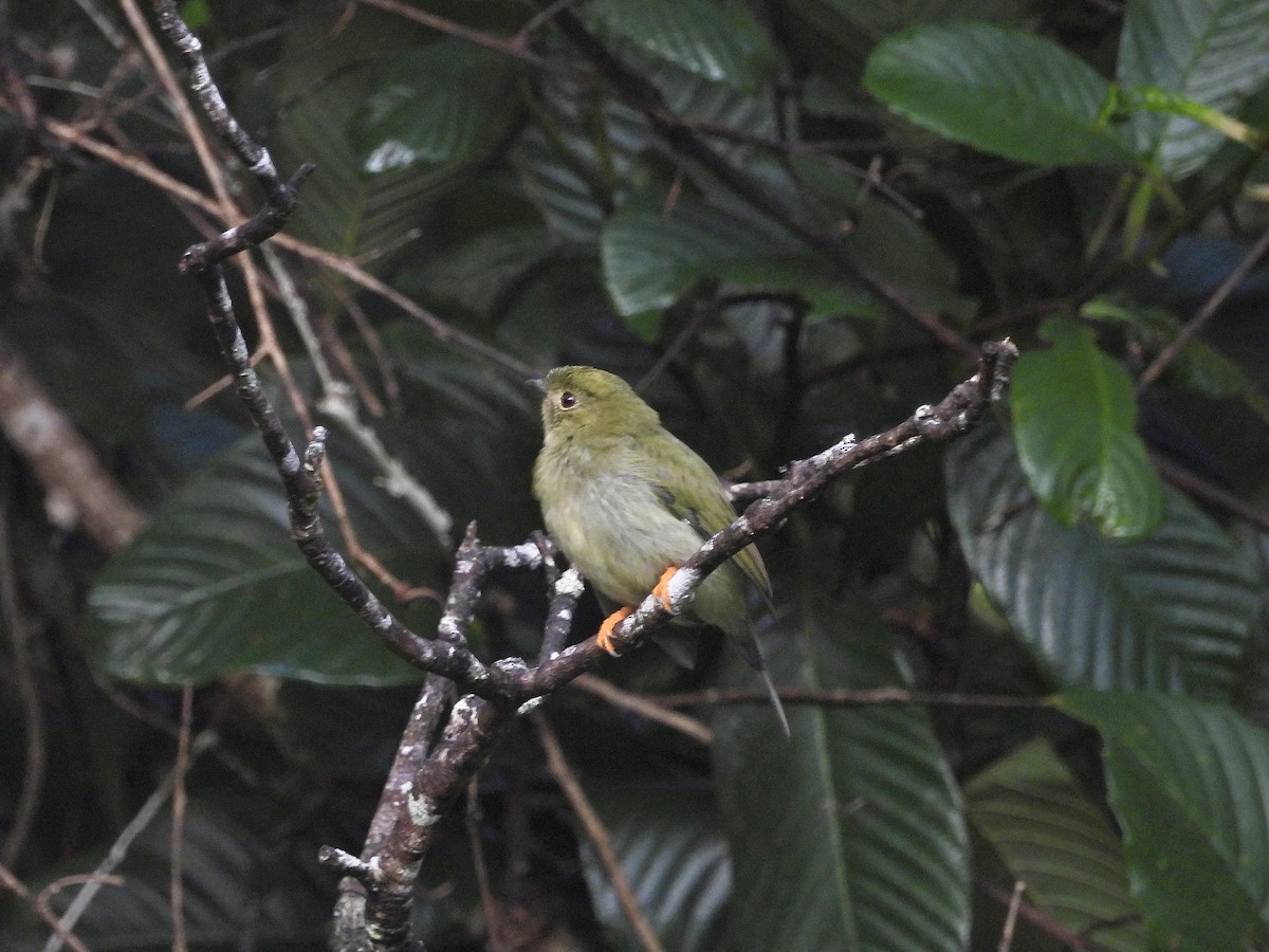 Long-tailed Manakin - Marcelo Ortega Calvo