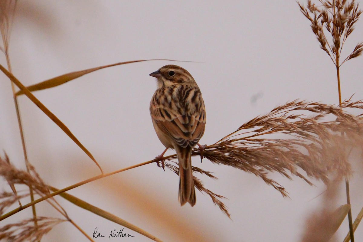 Pallas's Bunting - ML625514921