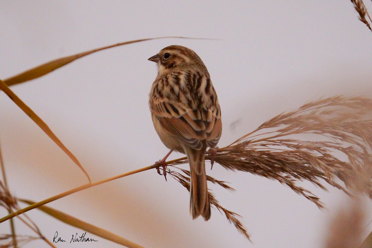 Pallas's Bunting - ML625514922