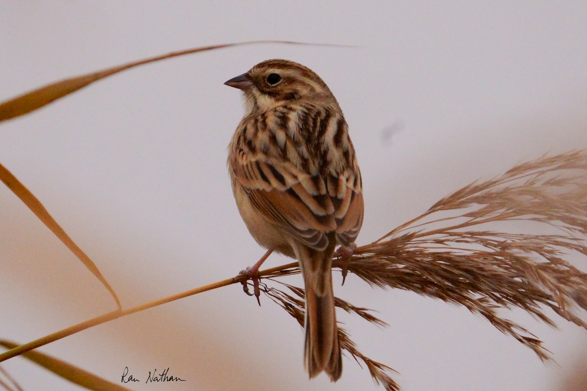 Pallas's Bunting - ML625514923