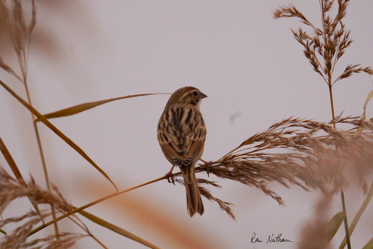 Pallas's Bunting - ML625514924