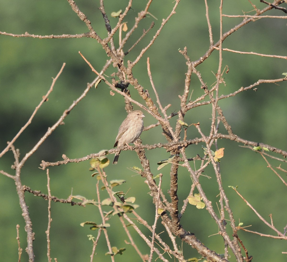 Serin du Yémen - ML625514969