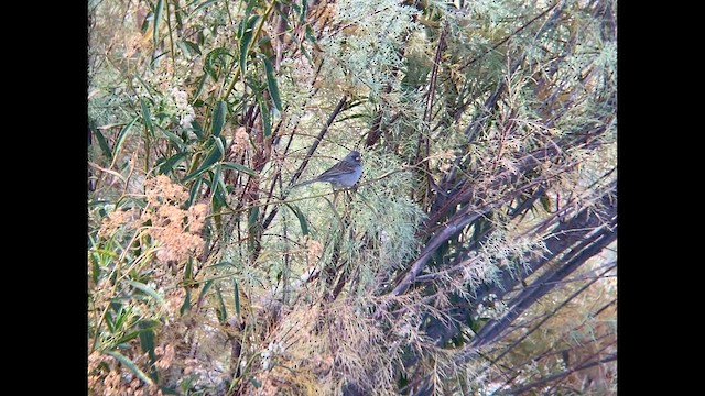 Black-chinned Sparrow - ML625514987