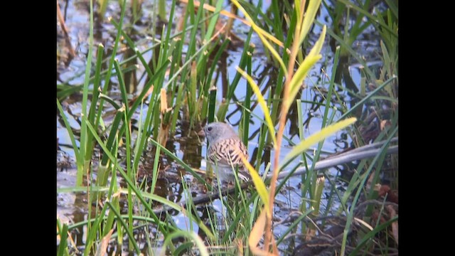Black-chinned Sparrow - ML625514988