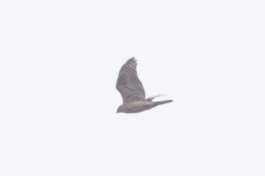 Eurasian Goshawk - ML625515090